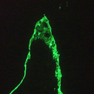  Figure 5. MJB0326P  immunofluorescence staining of 1 month old zebrafish embryo.